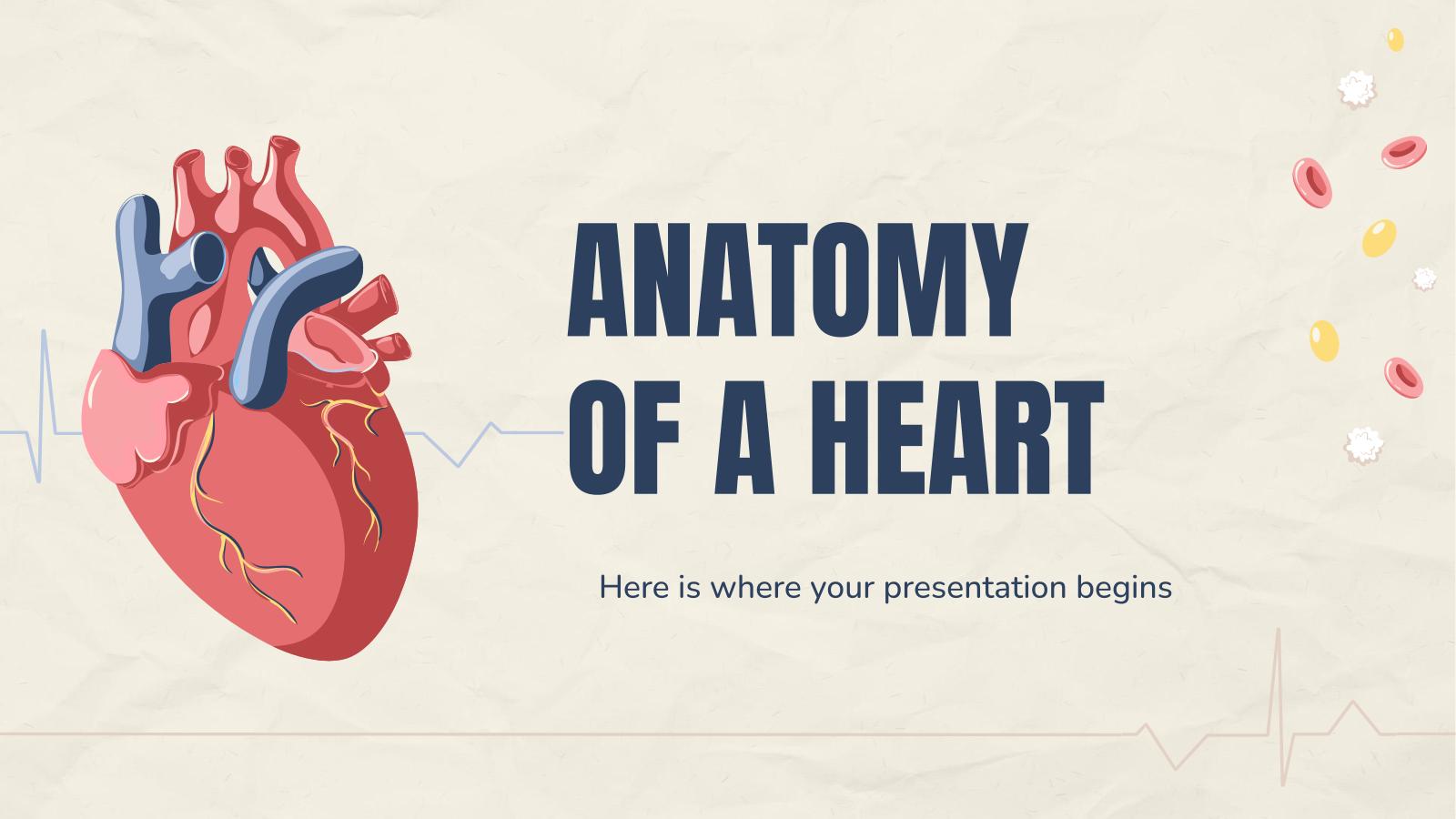 심장 해부학 프레젠테이션 템플릿