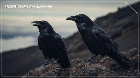 Modelo de apresentação Pássaros