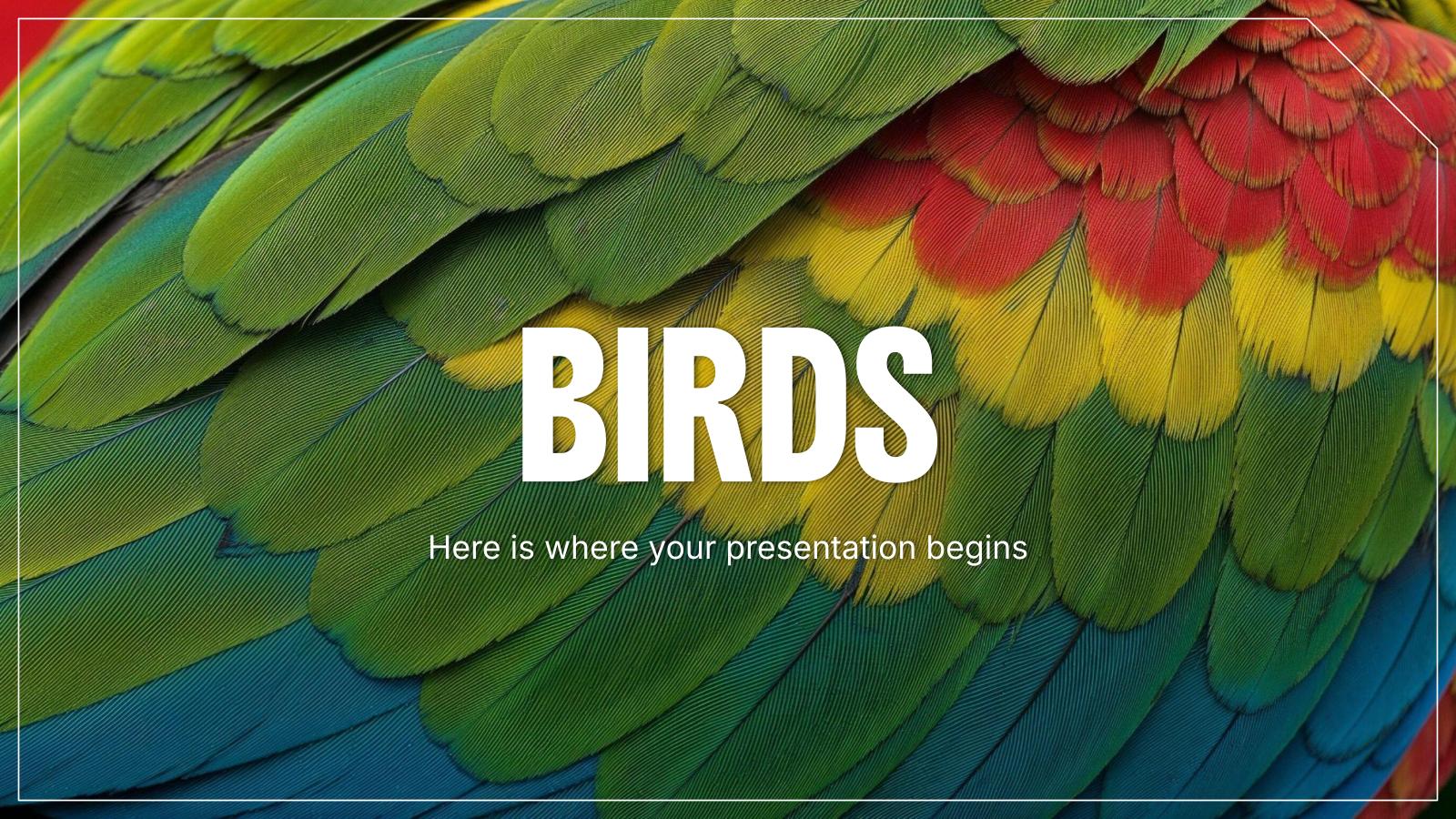 Birds presentation template 