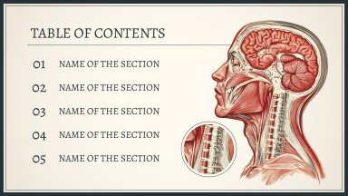 Plantilla de presentación Explorando el sistema del cuerpo humano
